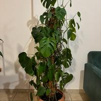 Pianta appartamento Monstera Deliciosa