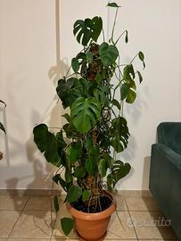 Pianta appartamento Monstera Deliciosa