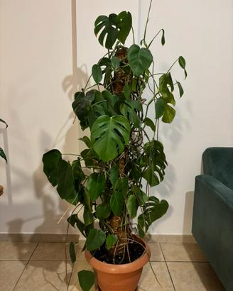 Pianta appartamento Monstera Deliciosa