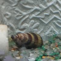 Anetome Helena lumaca killer piante acquario