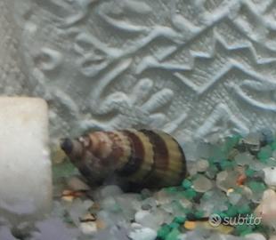 Anetome Helena lumaca killer piante acquario