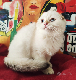 Mashio Scottish fold pedigree ENFI