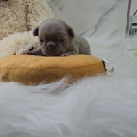 Chihuahua maschio con pedigree