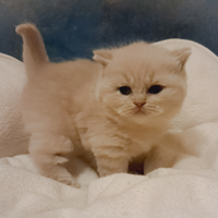 Splendida cucciola British Shorthair con pedigree