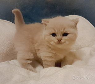 Splendida cucciola British Shorthair con pedigree