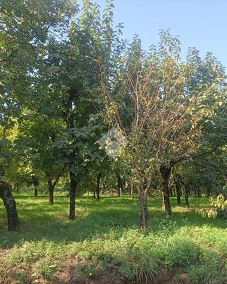 TER. AGRICOLO A NOCERA SUPERIORE