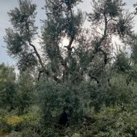Potatore alberi