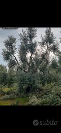 Potatore alberi