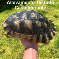 Tartarughe di terra Marginata Sarda