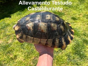 Tartarughe di terra Marginata Sarda