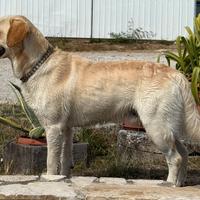 Labrador con pedigree disponibile per accoppiam