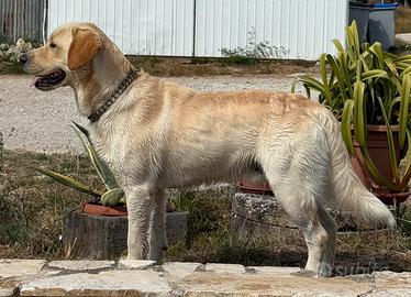 Labrador con pedigree disponibile per accoppiam