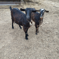 Capre giovani prossime