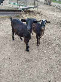 Capre giovani prossime