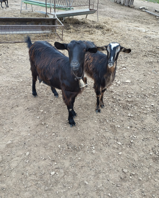 Capre giovani prossime