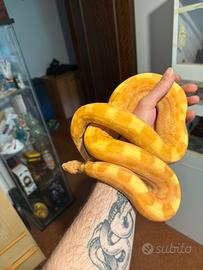 Femmina di boa constrictor