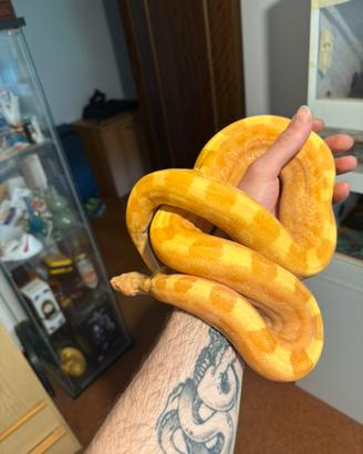 Femmina di boa constrictor