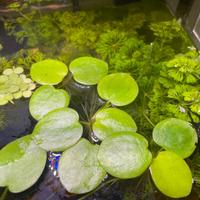 PIANTE VERE ACQUARIO