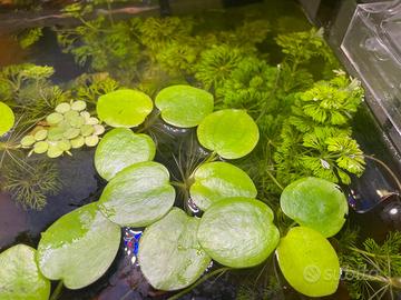 PIANTE VERE ACQUARIO