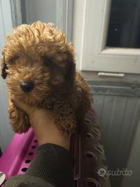 Barboncino Toy Enci Red carico