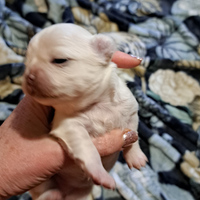 Cuccioli maschio e femmina