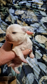 Cuccioli maschio e femmina