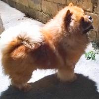 Chow Chow