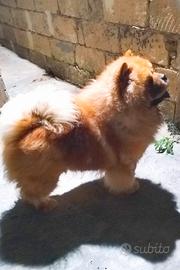 Chow Chow