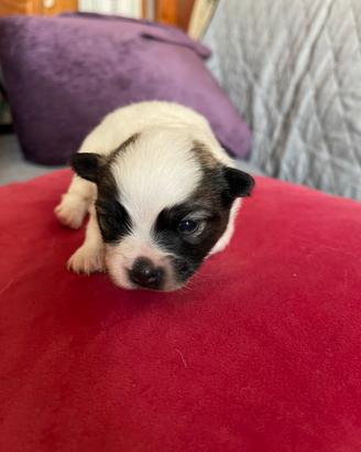 Chihuahua Toy