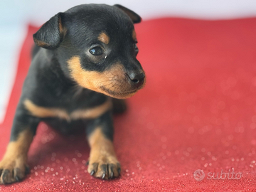Pinscher nano