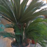 pianta di cycas revoluta