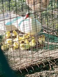 Piccoli di anatre mute