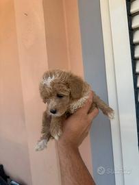 Maltipoo toy toy