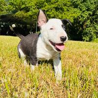 Bull terrier miniature