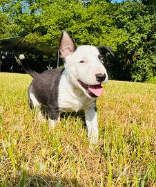 Bull terrier miniature
