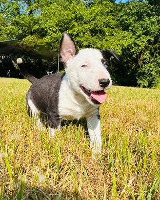 Bull terrier miniature