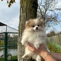 Spitz Pomerania