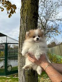 Spitz Pomerania