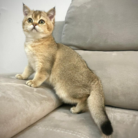 Scottish fold e straight black golden chinchilla