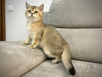 Scottish fold e straight black golden chinchilla