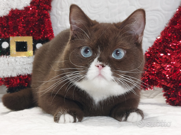 British Shorthair Melody