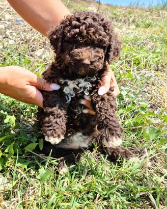 Lagotto romagnolo