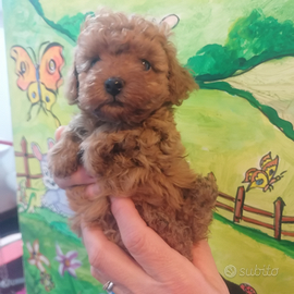 Cucciole barboncini toy red