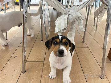 Jack russel