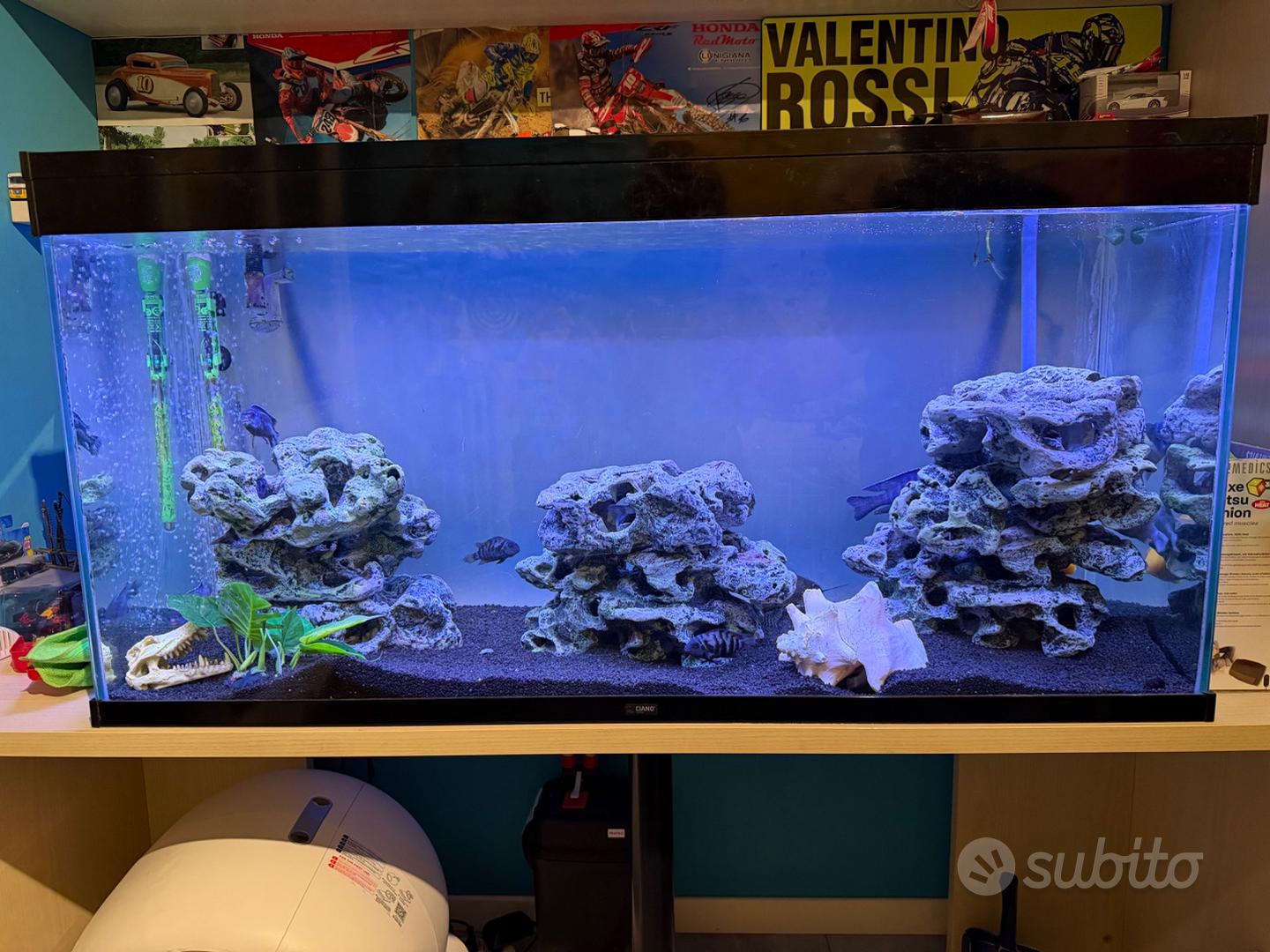 Acquario ciclidi