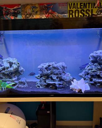 Acquario ciclidi