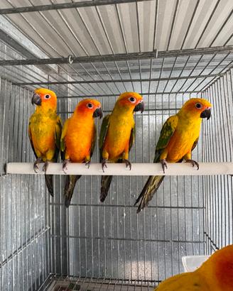 Conuri del sole pappagalli