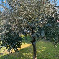 Albero ulivo leccino