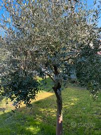 Albero ulivo leccino