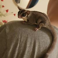 Petauro dello zucchero